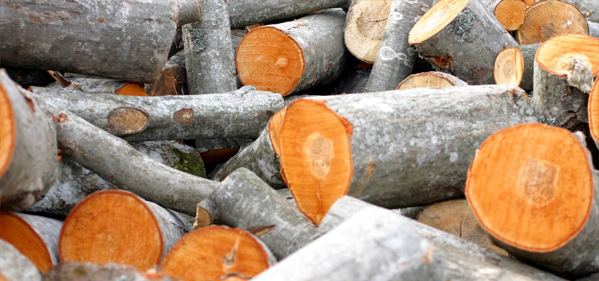 Storing kiln dried logs: Should you keep them in bags?